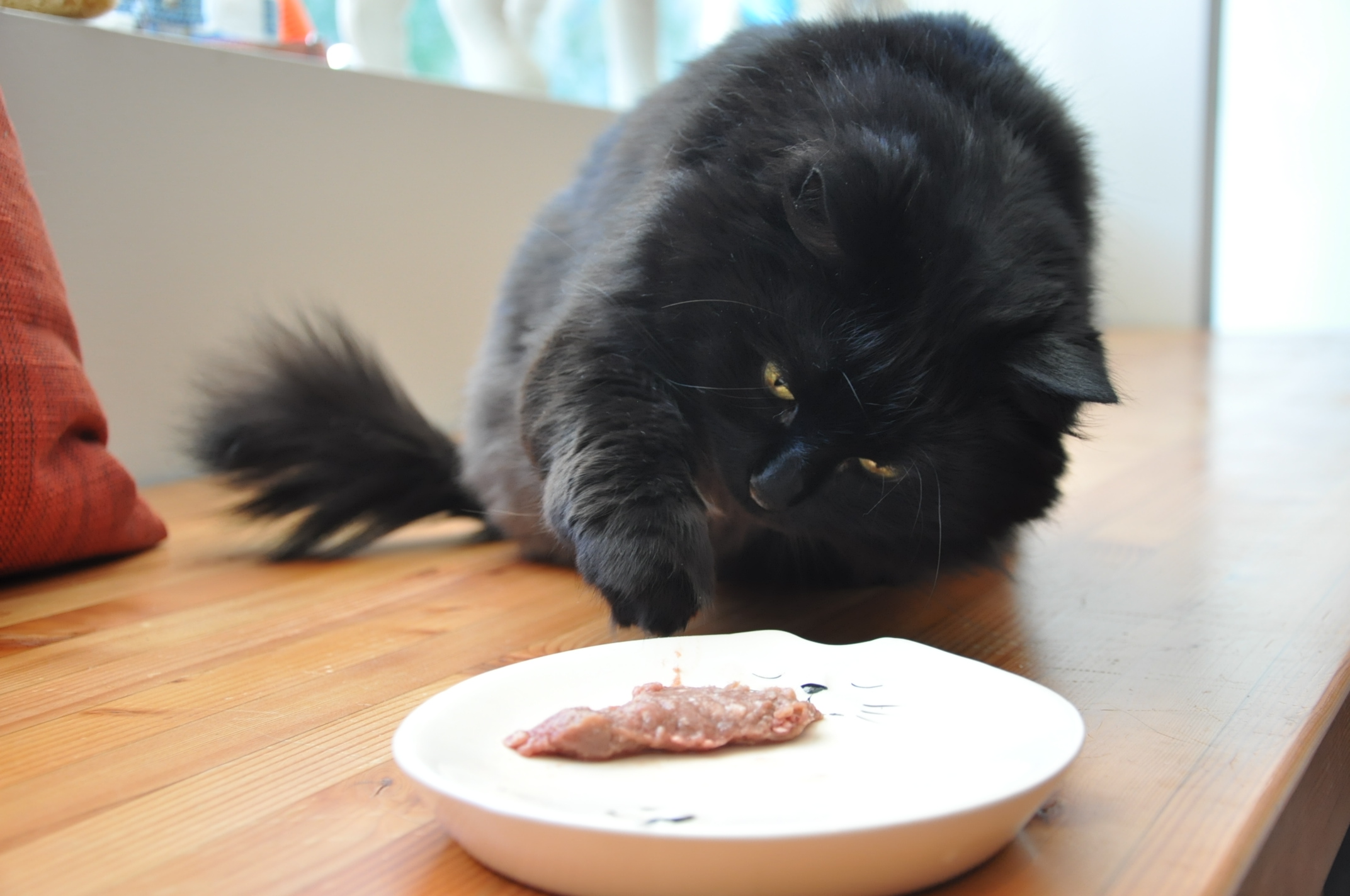 Cat eating raw cat food