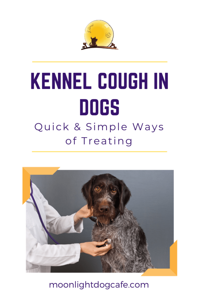 How to treat kennel cough in dogs