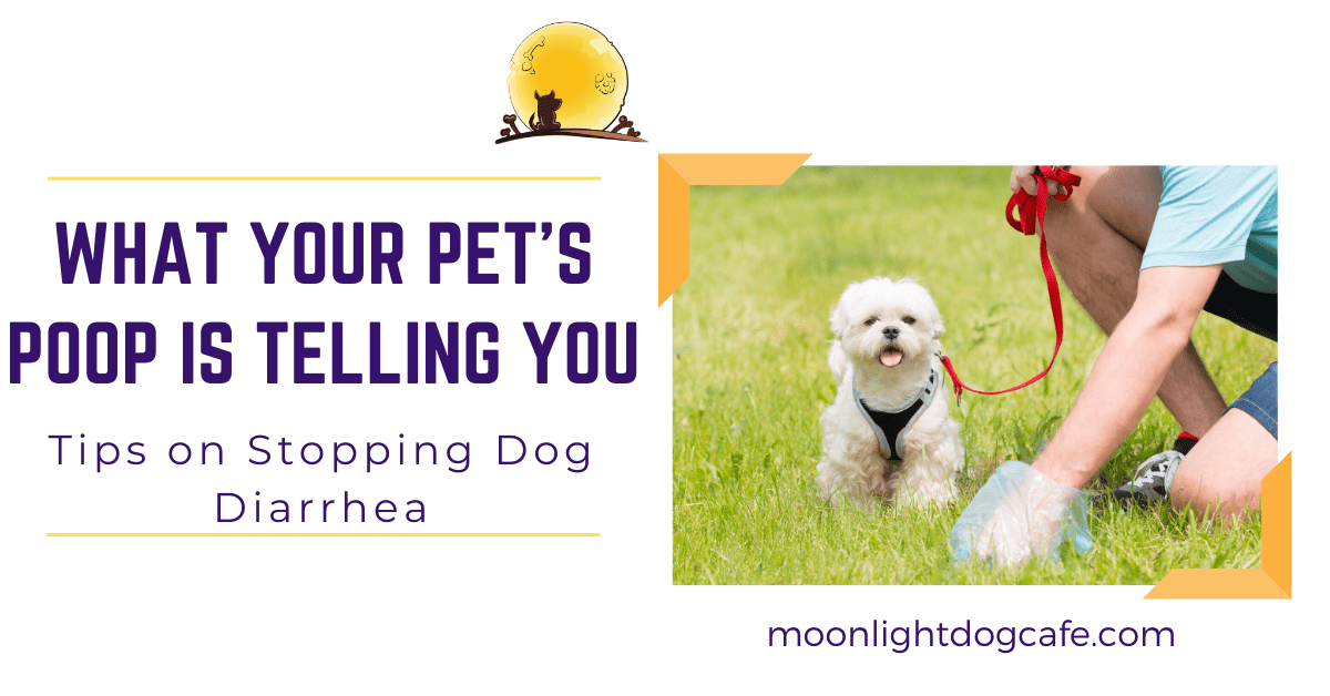 Effective tips on stopping dog diarrhea using home remedies