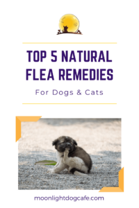 Preventing fleas for dogs and cats