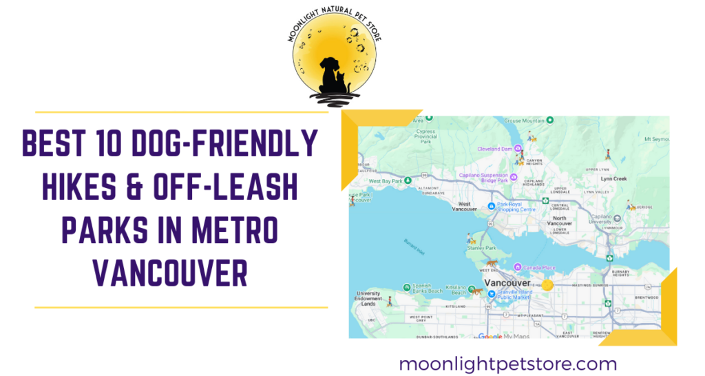 Best 10 Dog-Friendly Hikes and Off-leash Parks in Metro Vancouver
