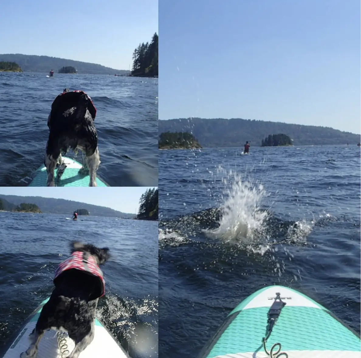 Dog on Stand Up paddleboard Deep Cove