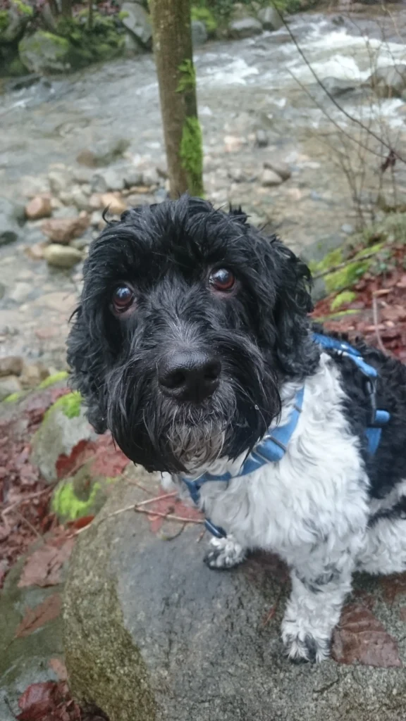 Best 10 Dog-Friendly Hikes and Off-leash Parks in Metro Vancouver 130 Shinji our dog at Lynn Headwaters