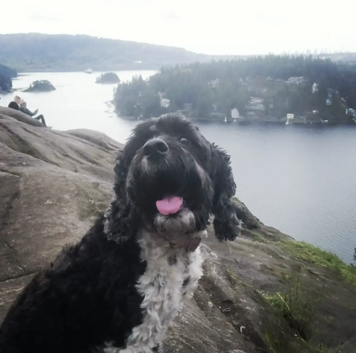 Shinji, our dog at Quarry Rock