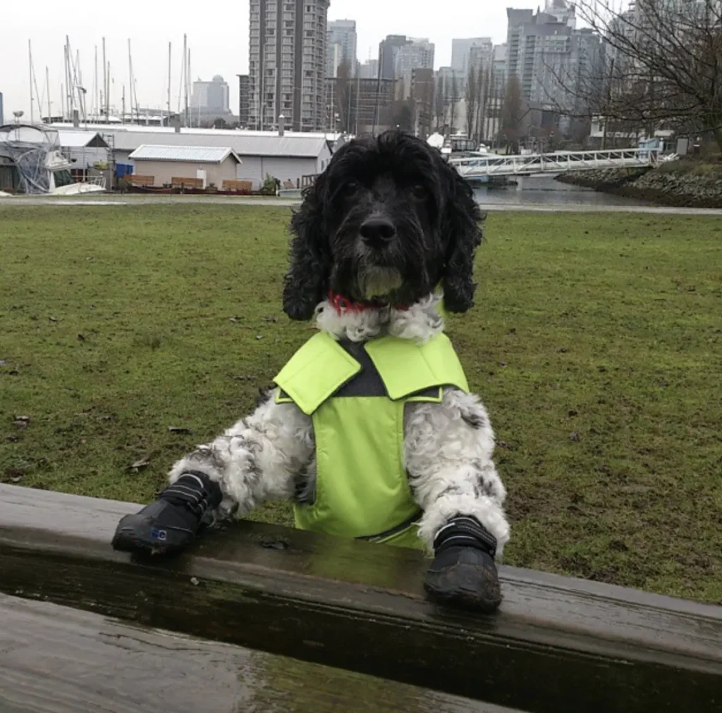 Best 10 Dog-Friendly Hikes and Off-leash Parks in Metro Vancouver 121 Shinji dog at the Vancouver Stanley Park Seawall dog park