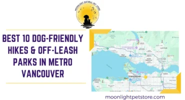 Best 10 Dog-Friendly hikes and off-leash parks in metro Vancouver