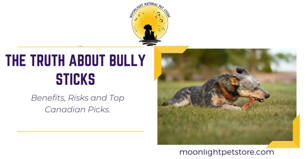 The Truth About Bully Sticks: Benefits, Risks and Top Canadian Picks