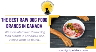 Dog sitting in front of raw dog food with muscle meat, liver, ears, seeds and vegetables. Looks like a Barf Diet