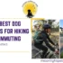 Best Dog Backpack reviewed with dog in backpack during cycle and cats in backpack for hike