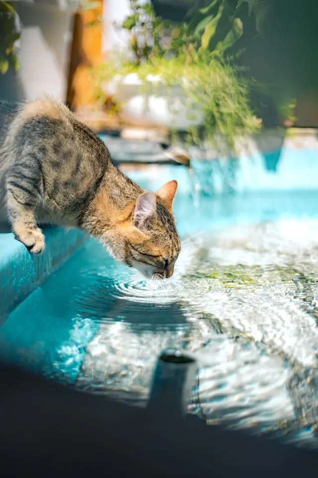 Cat drinking lots of water. Symptom of diabetes