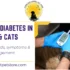 Diabetes in Dogs & Cats