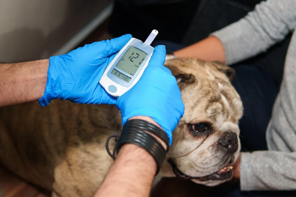measuring blood sugar in diabetic dog