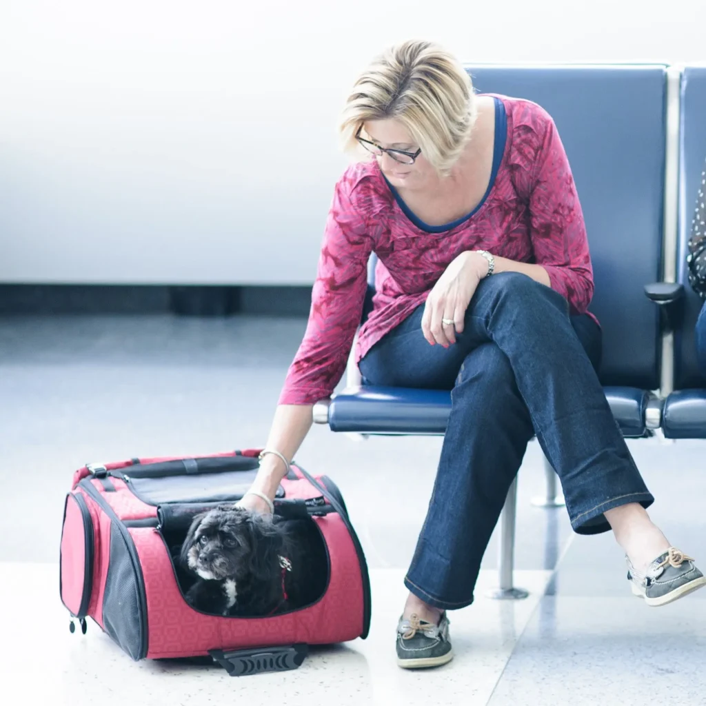 Dog commuting with Gen7Pets Roller Pet Carrier