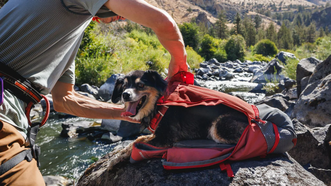 Dog Lying down to be secured in Ruffwear Hitch Hiker Backpack Dog Carrier