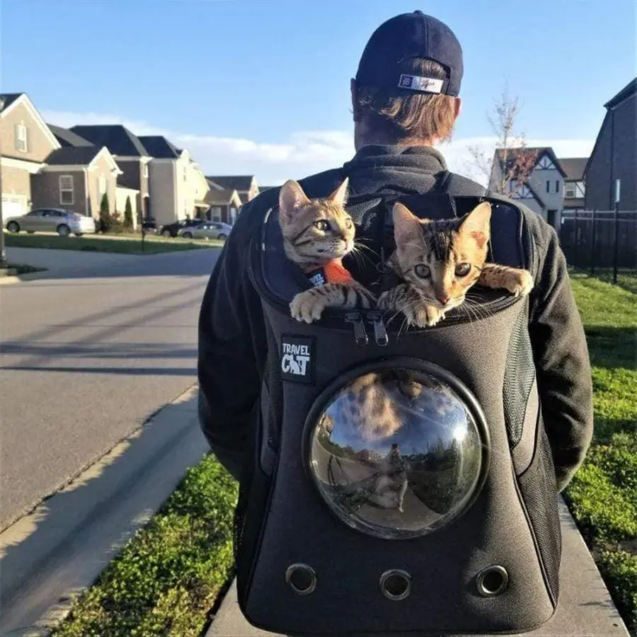 Cats in Travel Cat Backpack