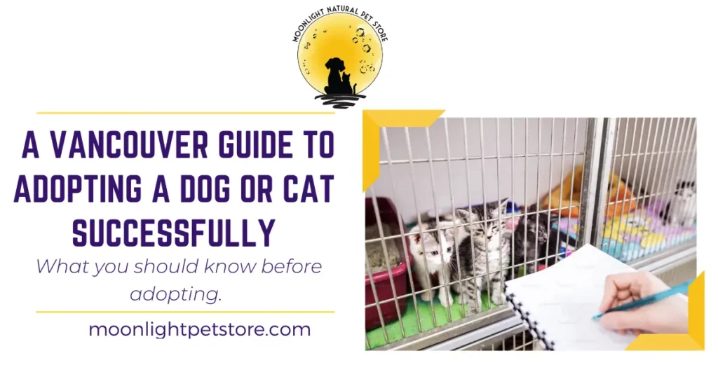 A Vancouver Guide to Adopting A Dog or Cat Successfully