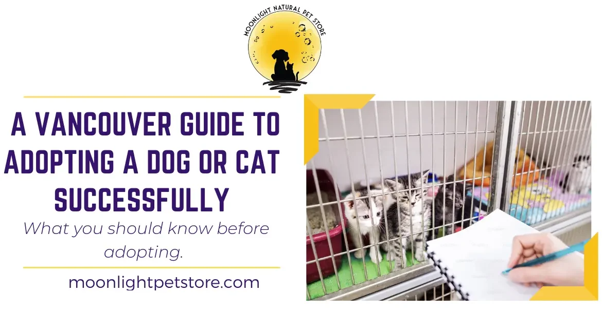 A Vancouver Guide to Adopting a Dog or Cat Successfully. Cats in a cage