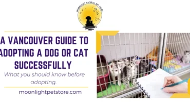 A Vancouver Guide to Adopting a Dog or Cat Successfully. Cats in a cage