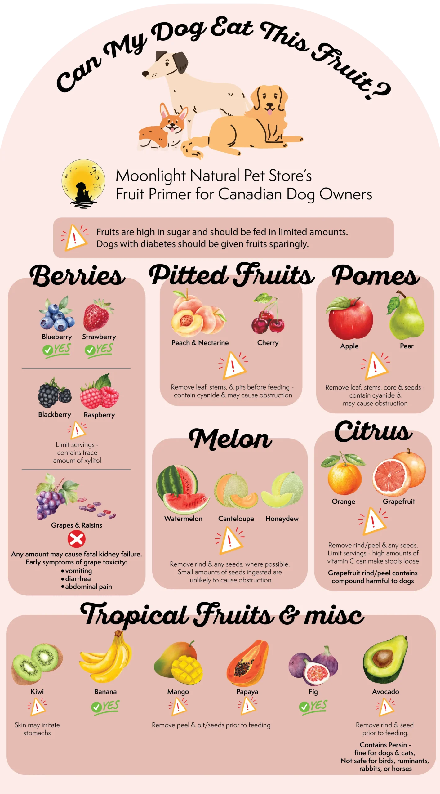 Can My Dog Eat This Fruit? What Fruits Should Dogs Eat/ Avoid 38 Moonlight Infographic "Can My Dog Eat This Fruit" showing which fruits that your dog can eat and risks.