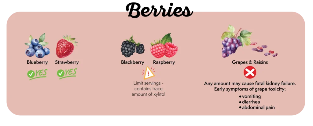 Can My Dog Eat This Fruit? What Fruits Should Dogs Eat/ Avoid 39 Picture of which types of berries that dogs can eat and risks. Can My Dog Eat Berries?