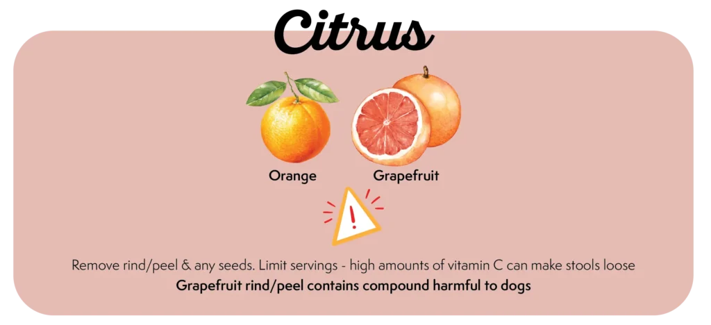 Can My Dog Eat This Fruit? What Fruits Should Dogs Eat/ Avoid 43 Picture of which citrus fruits that dogs can eat and risks. Can My Dog Eat Citrus e.g Oranges, Grapefruit?