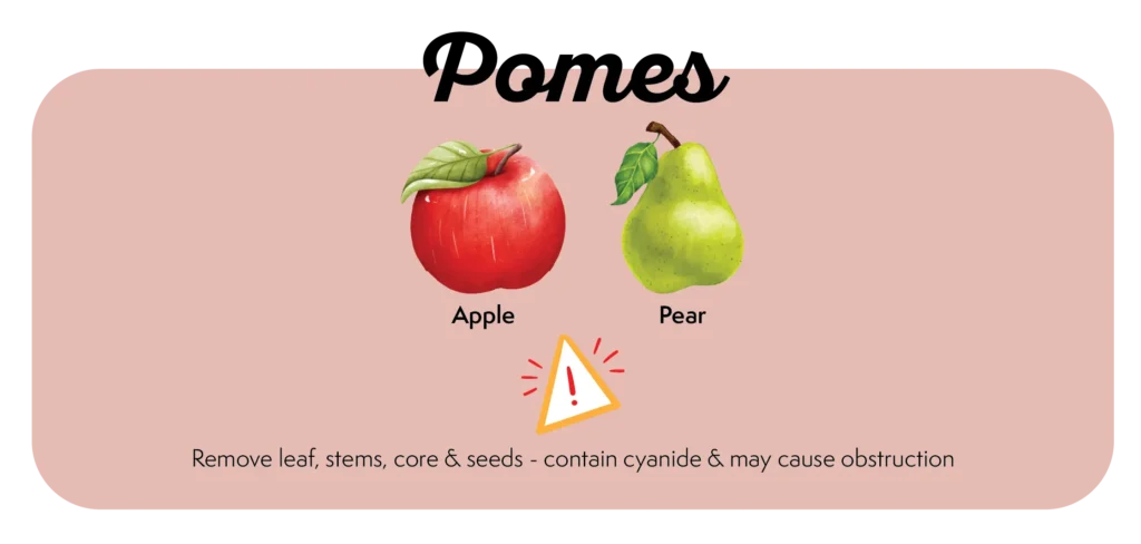 Can My Dog Eat This Fruit? What Fruits Should Dogs Eat/ Avoid 41 Picture of which type of pome fruits that dogs can eat and risks. Can My Dog Eat Pomes like Apples, Pear etc?