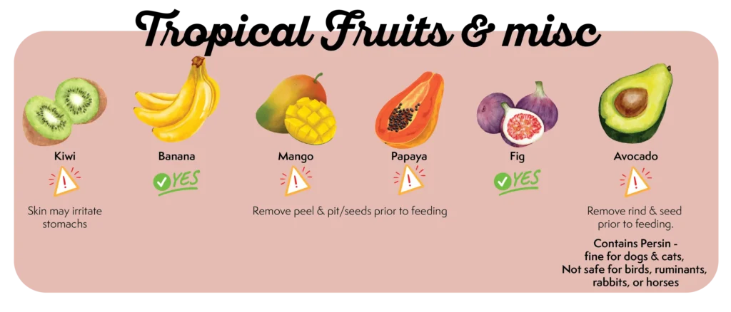 Can My Dog Eat This Fruit? What Fruits Should Dogs Eat/ Avoid 44 Picture of which tropical fruits like mangos and papaya that dogs can eat and risks. Can my dog eat tropical fruits e.g. Mangos, figs, papaya?