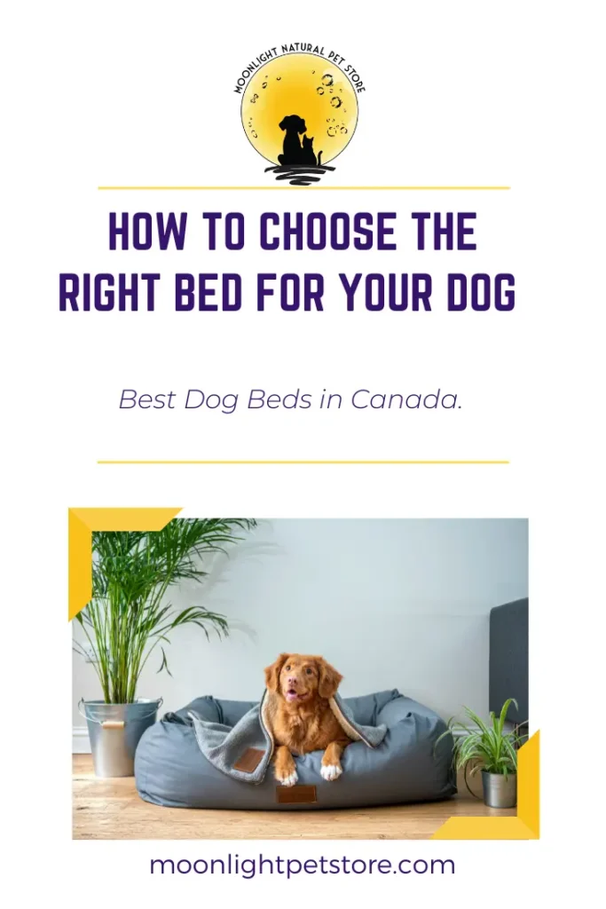 Best Dog Beds in Canada: How to Choose the Right Bed for Your Dog 57 Best Dog Bed In Canada Cover