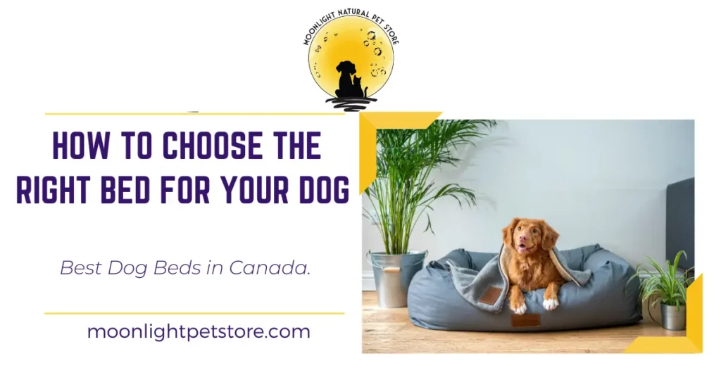 Best Dog Beds in Canada: How to Choose the Right Bed for Your Dog
