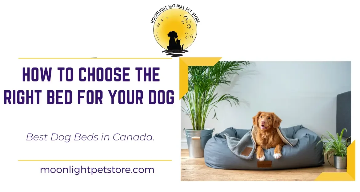 Dog lying in Dog Bed