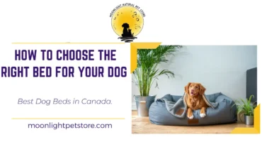 Best Dog Beds in Canada: How to Choose the Right Bed for Your Dog 1 Dog lying in Dog Bed