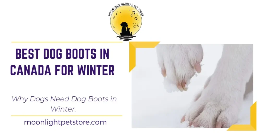 Best Dog Boots in Canada for Winter. Why Dogs Need Dog Boots in Winter