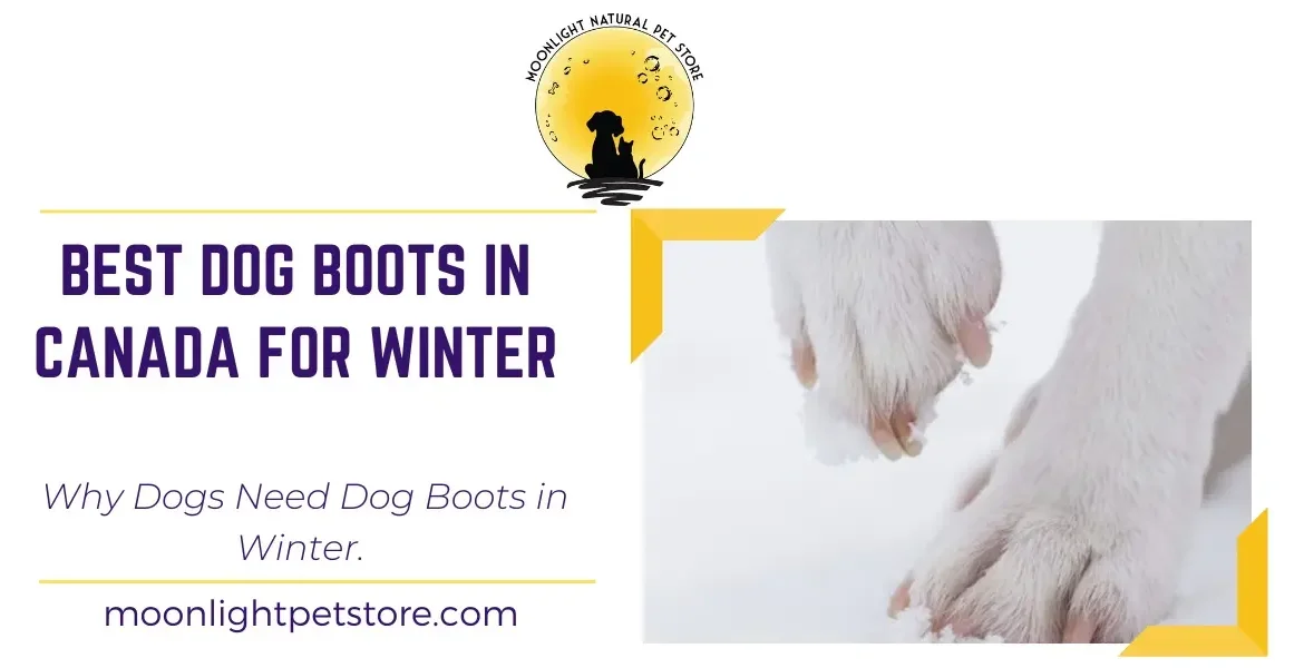 Dog lifting paw from pain from snow or salt. Best Dog boots in Canada