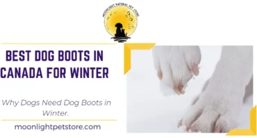 Dog lifting paw from pain from snow or salt. Best Dog boots in Canada