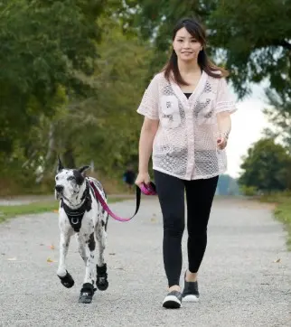 Best Dog Boots in Canada for Winter. Why Dogs Need Dog Boots in Winter 89 RC Pet Strider Dog Boot for bigger dog