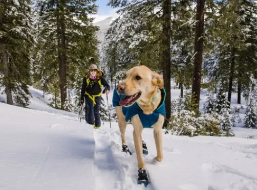 Best Dog Boots in Canada for Winter. Why Dogs Need Dog Boots in Winter 82 Ruffwear Polar Trex Dog Boot