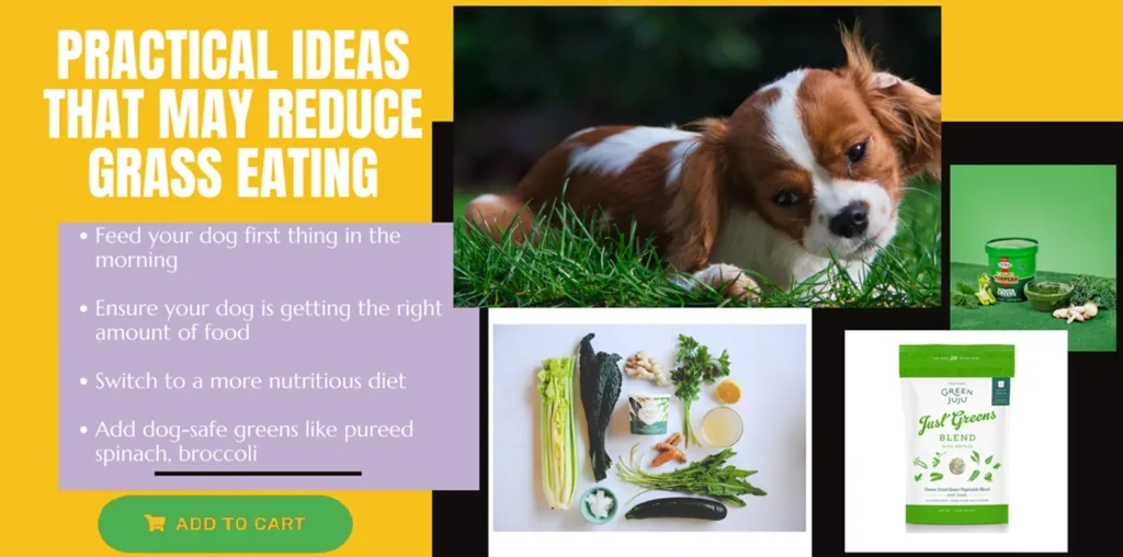 Why Is My Dog Eating Grass? How to Prevent Grass Eating 28 Tips that may reduce dog eating grass. Shows dog eating grass and some dog-safe product options.