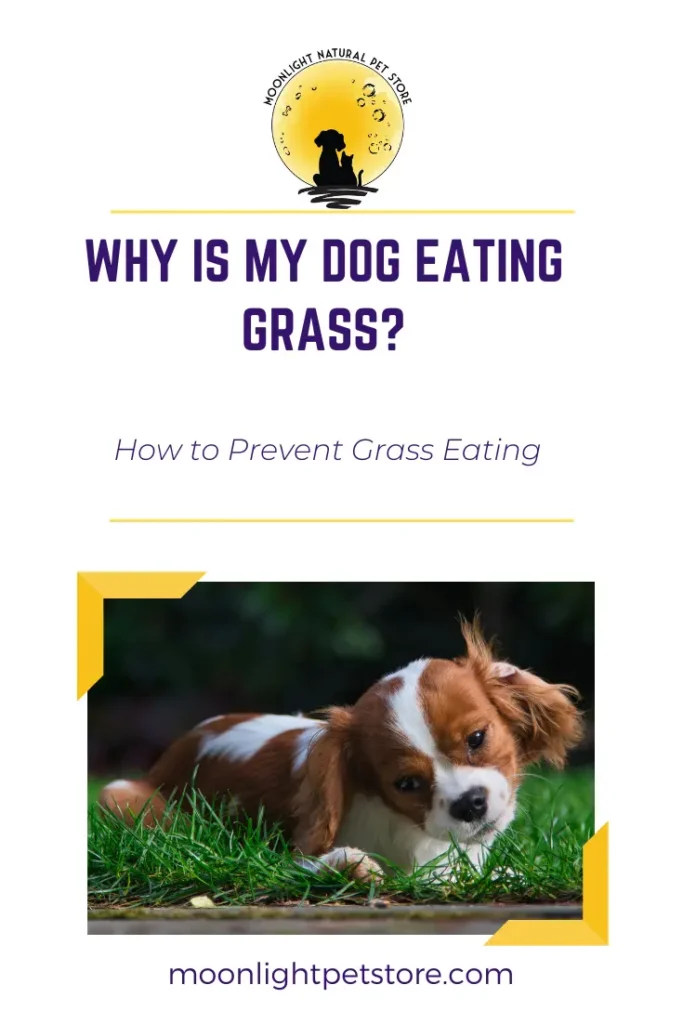 Why Is My Dog Eating Grass? How to Prevent Grass Eating 29 Cover for Why My Dog is Eating Grass