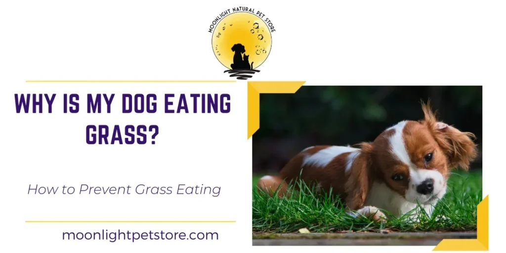 Why Is My Dog Eating Grass? How to Prevent Grass Eating