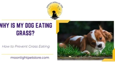 Why Is My Dog Eating Grass? How to Prevent Grass Eating 3 Why is My Dog Eating Grass. Dog eating grass