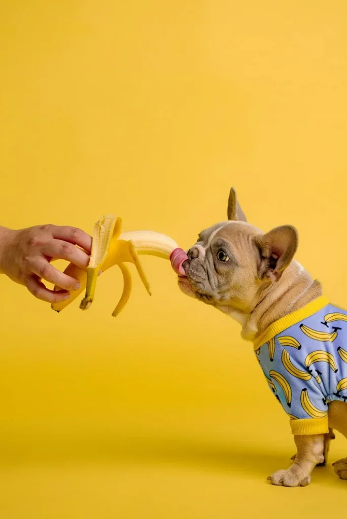 banana as prebiotics for dogs