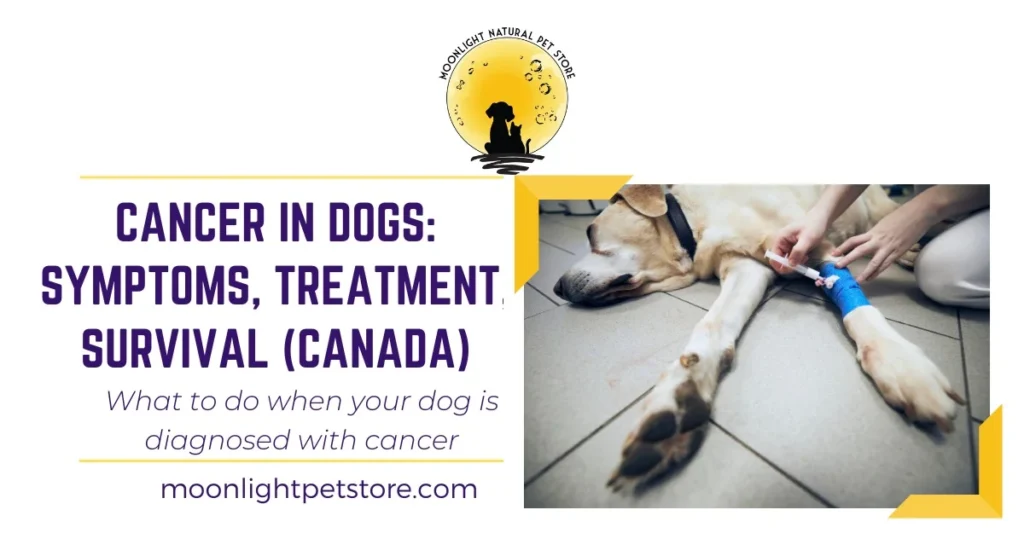 Cancer in Dogs: Symptoms, Treatment, Survival &amp; What To Do (Canada)